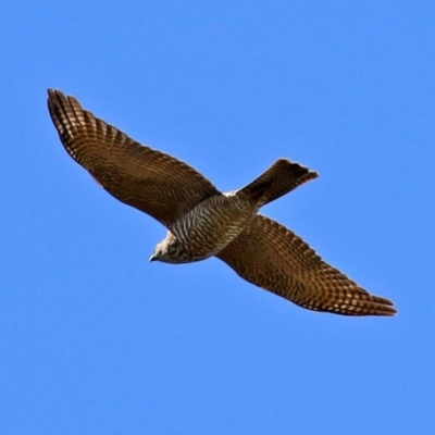 Accipiter cirrocephalus (Collared Sparrowhawk) at Point Hut to Tharwa - 17 Sep 2021 by RodDeb