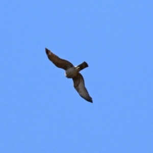 Accipiter cirrocephalus at Tuggeranong DC, ACT - 17 Sep 2021