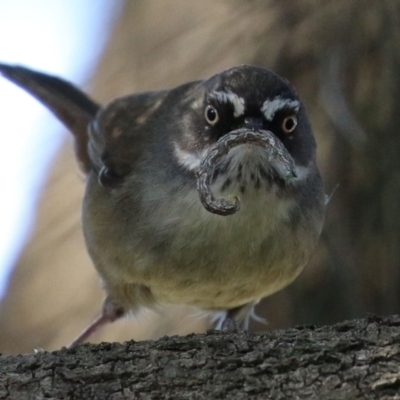 Sericornis frontalis (White-browed Scrubwren) at Tuggeranong DC, ACT - 17 Sep 2021 by RodDeb