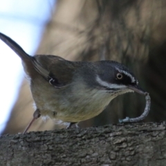 Sericornis frontalis at Tuggeranong DC, ACT - 17 Sep 2021