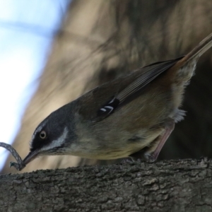 Sericornis frontalis at Tuggeranong DC, ACT - 17 Sep 2021