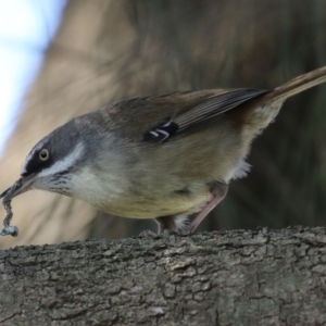 Sericornis frontalis at Tuggeranong DC, ACT - 17 Sep 2021