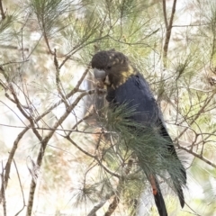 Calyptorhynchus lathami (Glossy Black-Cockatoo) at Wingecarribee Local Government Area - 9 Sep 2021 by Aussiegall