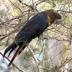 Calyptorhynchus lathami (Glossy Black-Cockatoo) at Wingecarribee Local Government Area - 9 Sep 2021 by Aussiegall