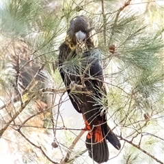 Calyptorhynchus lathami lathami at Penrose, NSW - 9 Sep 2021