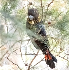 Calyptorhynchus lathami lathami at Penrose, NSW - 9 Sep 2021