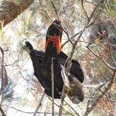 Calyptorhynchus lathami lathami at Penrose, NSW - 9 Sep 2021