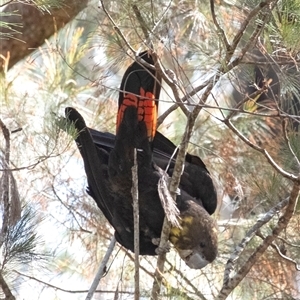 Calyptorhynchus lathami lathami at Penrose, NSW - 9 Sep 2021