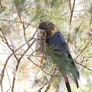 Calyptorhynchus lathami lathami at Penrose, NSW - 9 Sep 2021