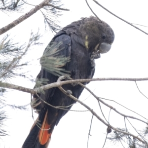 Calyptorhynchus lathami lathami at Penrose, NSW - 9 Sep 2021