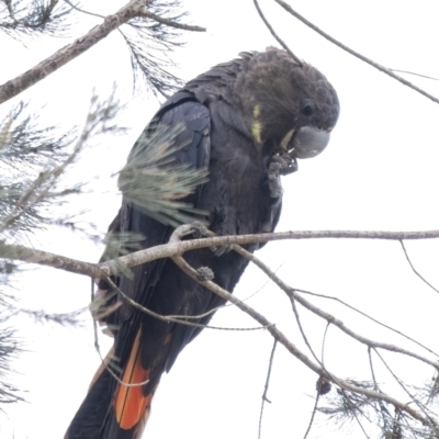 Calyptorhynchus lathami lathami (Glossy Black-Cockatoo) at Wingecarribee Local Government Area - 9 Sep 2021 by Aussiegall