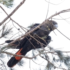 Calyptorhynchus lathami lathami at Penrose, NSW - 9 Sep 2021