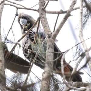 Calyptorhynchus lathami lathami at Penrose, NSW - 9 Sep 2021