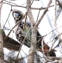 Calyptorhynchus lathami lathami at Penrose, NSW - suppressed
