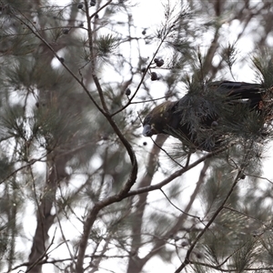Calyptorhynchus lathami lathami at Penrose, NSW - suppressed
