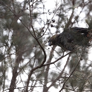 Calyptorhynchus lathami lathami at Penrose, NSW - 9 Sep 2021