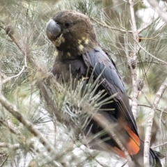 Calyptorhynchus lathami (Glossy Black-Cockatoo) at Penrose, NSW - 15 Sep 2021 by Aussiegall