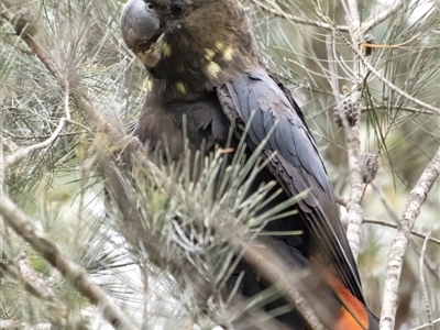 Calyptorhynchus lathami lathami (Glossy Black-Cockatoo) at Penrose, NSW - 15 Sep 2021 by Aussiegall