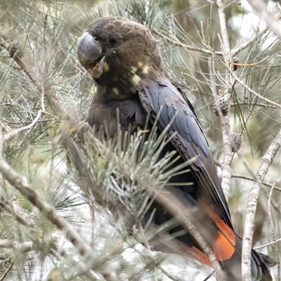 Calyptorhynchus lathami lathami (Glossy Black-Cockatoo) at Wingecarribee Local Government Area - 15 Sep 2021 by Aussiegall