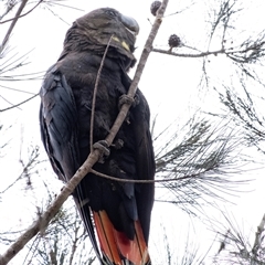 Calyptorhynchus lathami lathami at Penrose, NSW - 15 Sep 2021