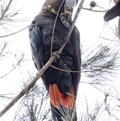 Calyptorhynchus lathami lathami at Penrose, NSW - 15 Sep 2021