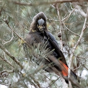 Calyptorhynchus lathami lathami at Penrose, NSW - 15 Sep 2021