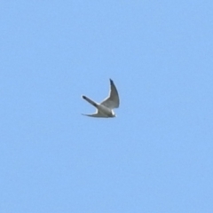 Falco cenchroides (Nankeen Kestrel) at Isabella Pond - 19 Sep 2021 by RodDeb
