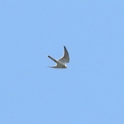 Falco cenchroides (Nankeen Kestrel) at Monash, ACT - 19 Sep 2021 by RodDeb
