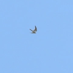 Falco cenchroides at Monash, ACT - 19 Sep 2021