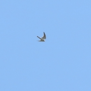 Falco cenchroides at Monash, ACT - 19 Sep 2021