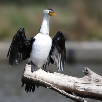 Microcarbo melanoleucos (Little Pied Cormorant) at Tuggeranong Creek to Monash Grassland - 19 Sep 2021 by RodDeb