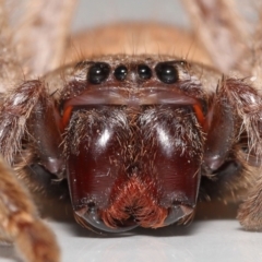 Isopeda (genus) (Huntsman Spider) at Evatt, ACT - 16 Sep 2021 by TimL