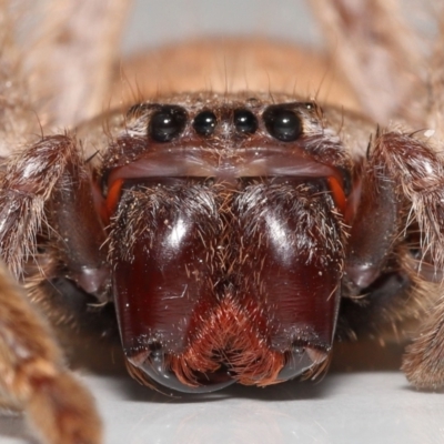 Isopeda (genus) (Huntsman Spider) at Evatt, ACT - 16 Sep 2021 by TimL