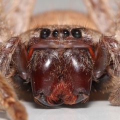 Isopeda sp. (genus) (Huntsman Spider) at Evatt, ACT - 16 Sep 2021 by TimL