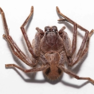 Isopeda sp. (genus) at Evatt, ACT - 16 Sep 2021