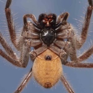 Isopeda sp. (genus) at Evatt, ACT - 16 Sep 2021