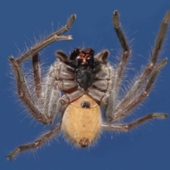 Isopeda sp. (genus) at Evatt, ACT - 16 Sep 2021
