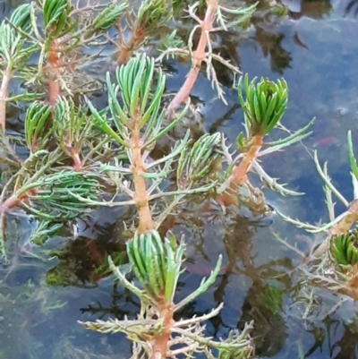 Myriophyllum sp. (Water-milfoil) at Gungahlin, ACT - 18 Sep 2021 by mlech