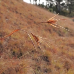 Themeda triandra (Kangaroo Grass) at Bemboka River Reserve - 16 Jul 2020 by michaelb