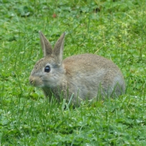 Oryctolagus cuniculus at Ainslie, ACT - 18 Sep 2021 11:42 AM