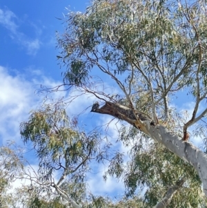 Callocephalon fimbriatum at Hackett, ACT - suppressed