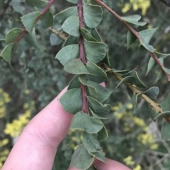 Acacia pravissima (Wedge-leaved Wattle, Ovens Wattle) at O'Malley, ACT - 17 Sep 2021 by Tapirlord