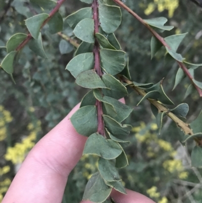 Acacia pravissima (Wedge-leaved Wattle, Ovens Wattle) at Mount Mugga Mugga - 17 Sep 2021 by Tapirlord
