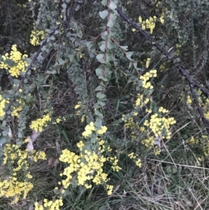 Acacia pravissima at O'Malley, ACT - 17 Sep 2021