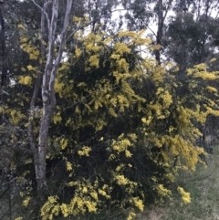 Acacia pravissima at O'Malley, ACT - 17 Sep 2021