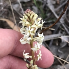 Stackhousia monogyna (Creamy Candles) at O'Malley, ACT - 17 Sep 2021 by Tapirlord