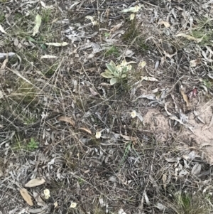 Stackhousia monogyna at O'Malley, ACT - 17 Sep 2021