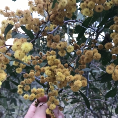 Acacia pycnantha (Golden Wattle) at Mount Mugga Mugga - 17 Sep 2021 by Tapirlord