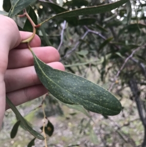 Acacia pycnantha at O'Malley, ACT - 17 Sep 2021