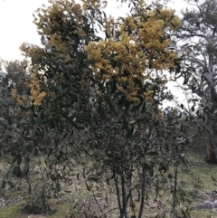 Acacia pycnantha at O'Malley, ACT - 17 Sep 2021